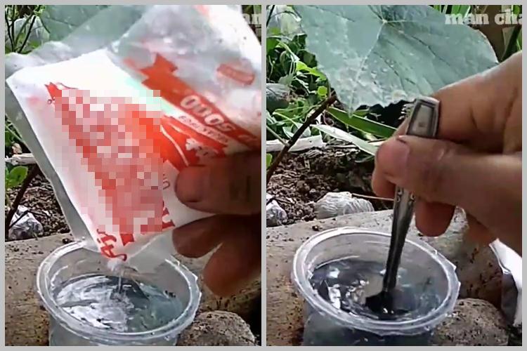 Tak perlu air beras, ini trik merawat tanaman anggur agar subur dan berbuah lebat pakai 1 bumbu dapur