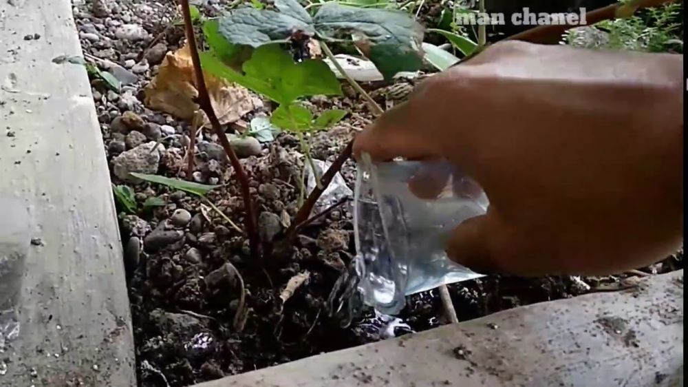 Tak perlu air beras, ini trik merawat tanaman anggur agar subur dan berbuah lebat pakai 1 bumbu dapur