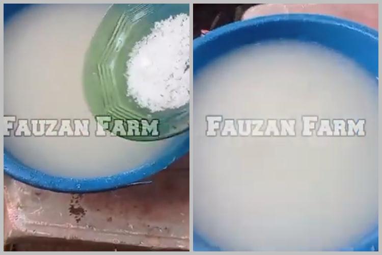 Bukan pakai rumput, ini cara bikin pakan kambing supaya cepat gemuk cuma dengan 3 bahan dapur