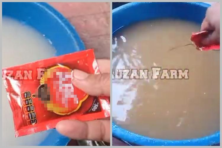 Bukan pakai rumput, ini cara bikin pakan kambing supaya cepat gemuk cuma dengan 3 bahan dapur