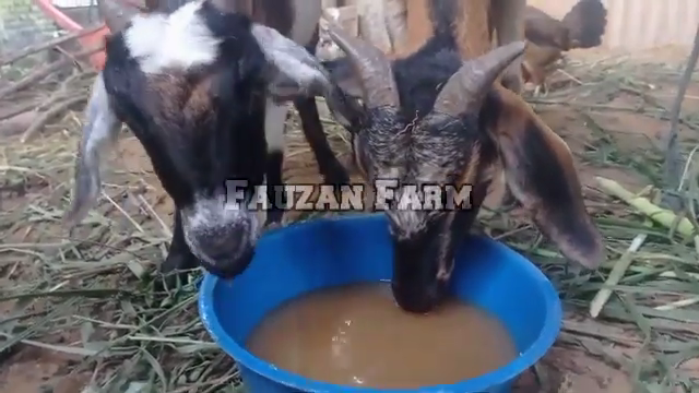 Bukan pakai rumput, ini cara bikin pakan kambing supaya cepat gemuk cuma dengan 3 bahan dapur