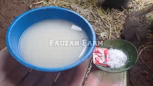 Bukan pakai rumput, ini cara bikin pakan kambing supaya cepat gemuk cuma dengan 3 bahan dapur