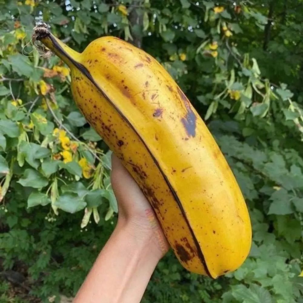 Potret kebetulan pada buah Berbagai sumber