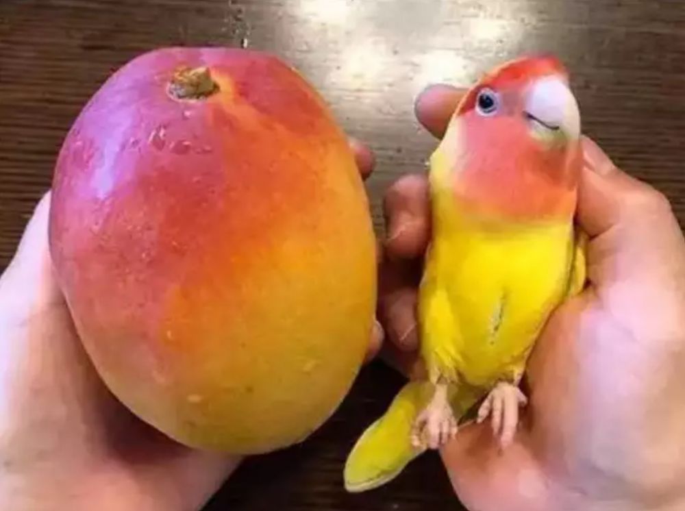 Potret kebetulan pada buah Berbagai sumber