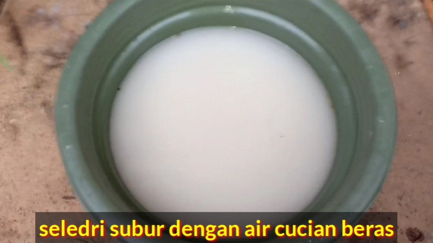 Bukan diberi garam atau micin, ini trik merawat tanaman seledri agar tumbuh subur dengan 1 ampas dapur