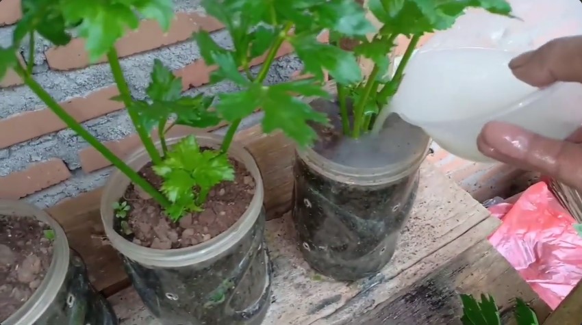 Bukan diberi garam atau micin, ini trik merawat tanaman seledri agar tumbuh subur dengan 1 ampas dapur