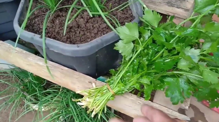 Bukan diberi garam atau micin, ini trik merawat tanaman seledri agar tumbuh subur dengan 1 ampas dapur