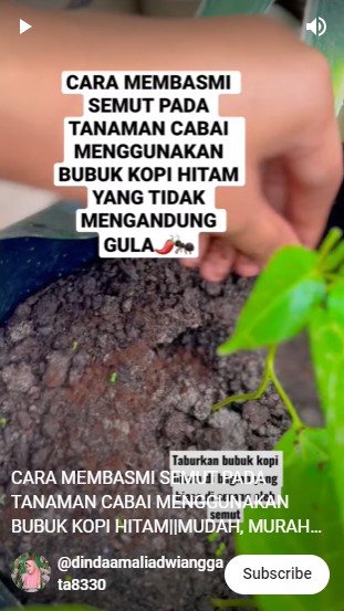 Bukan pakai bumbu dapur, ini cara membasmi hama pada tanaman cabai mengandalkan 1 bahan minuman