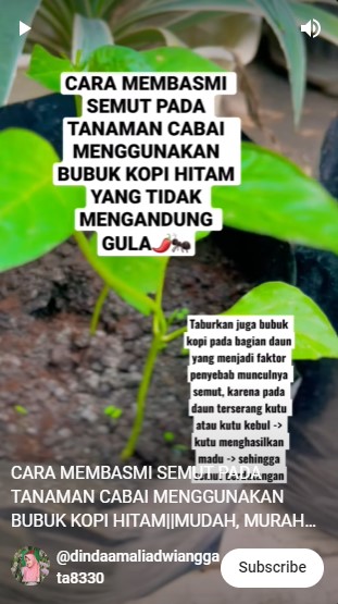 Bukan pakai bumbu dapur, ini cara membasmi hama pada tanaman cabai mengandalkan 1 bahan minuman