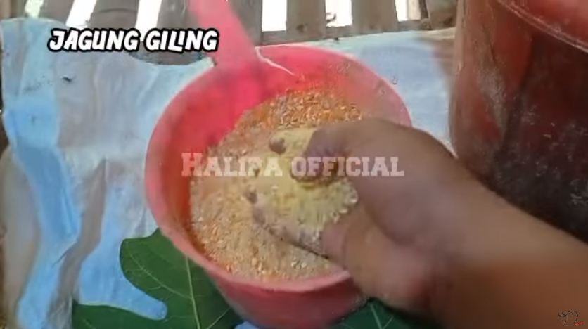 Bukan diberi cacing, ini cara membuat pakan bebek supaya cepat gemuk cuma pakai 2 jenis sayuran