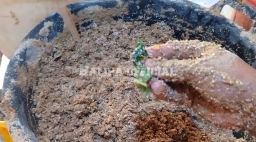 Bukan diberi cacing, ini cara membuat pakan bebek supaya cepat gemuk cuma pakai 2 jenis sayuran