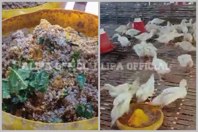 Bukan diberi cacing, ini cara membuat pakan bebek supaya cepat gemuk cuma pakai 2 jenis sayuran