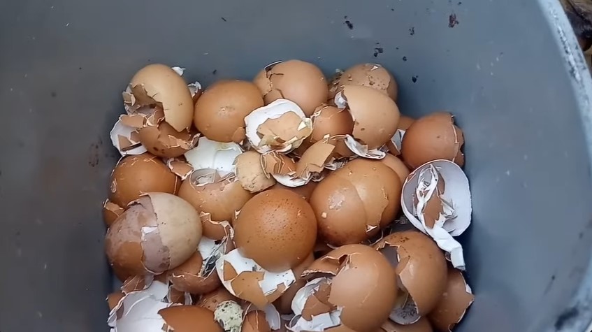 Tanpa air beras, ini trik merawat tanaman jeruk purut agar subur dan daun rimbun pakai 1 ampas dapur