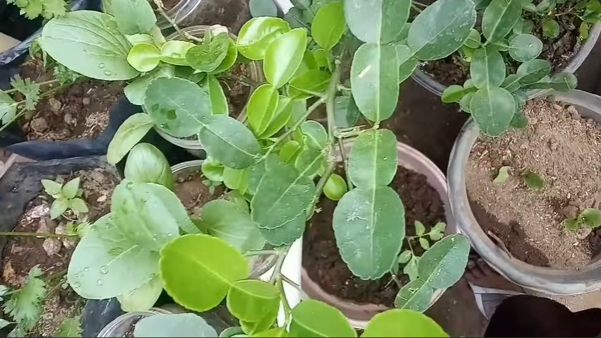 Tanpa air beras, ini trik merawat tanaman jeruk purut agar subur dan daun rimbun pakai 1 ampas dapur