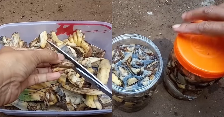 Tanpa air beras, ini trik merawat tanaman jeruk purut agar subur dan daun rimbun pakai 1 ampas dapur