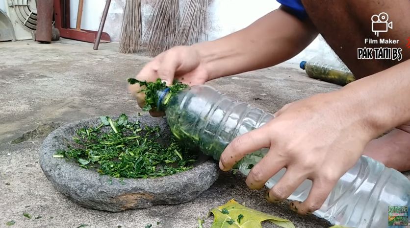 Tanpa sabun cuci piring, ini cara mengusir belalang dan kutu pada tanaman sawi pakai 1 bahan masakan