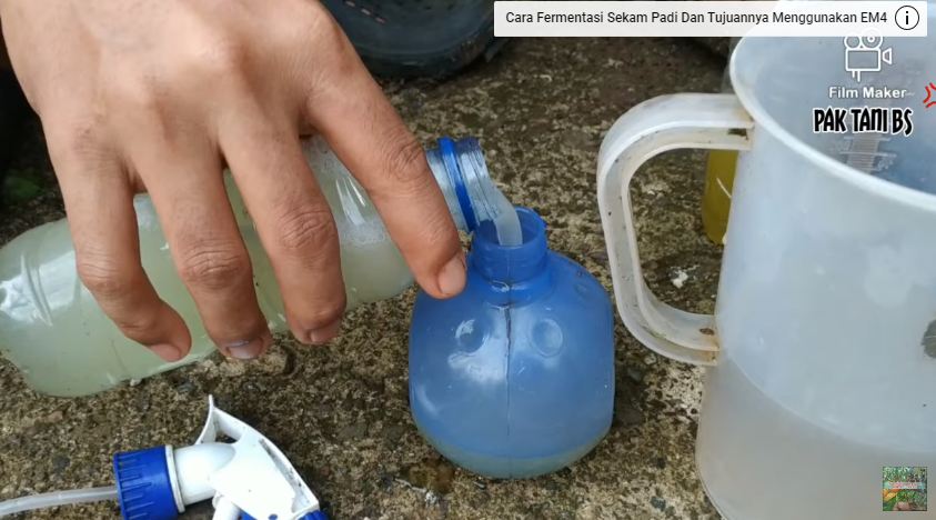 Tanpa sabun cuci piring, ini cara mengusir belalang dan kutu pada tanaman sawi pakai 1 bahan masakan