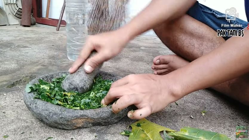 Tanpa sabun cuci piring, ini cara mengusir belalang dan kutu pada tanaman sawi pakai 1 bahan masakan