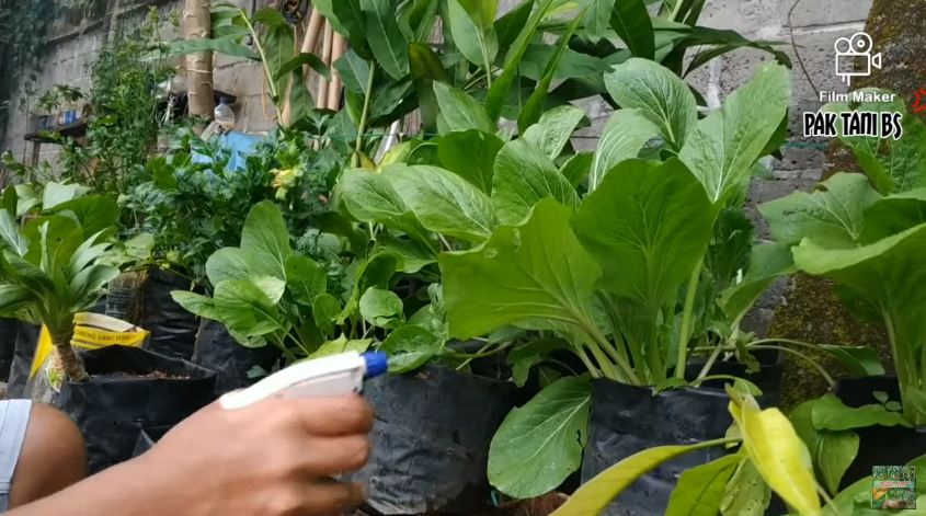 Tanpa sabun cuci piring, ini cara mengusir belalang dan kutu pada tanaman sawi pakai 1 bahan masakan