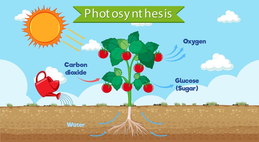 Rumus fotosintesis, lengkap dengan pengertian, manfaat dan latihan soal