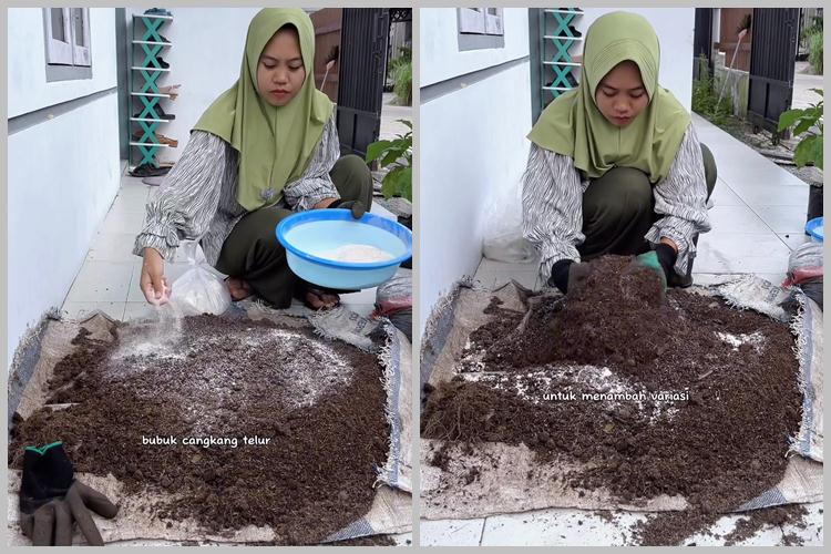 Tanpa diberi micin, ini trik merawat tanaman cabai agar subur dan berbuah lebat pakai 1 sampah dapur