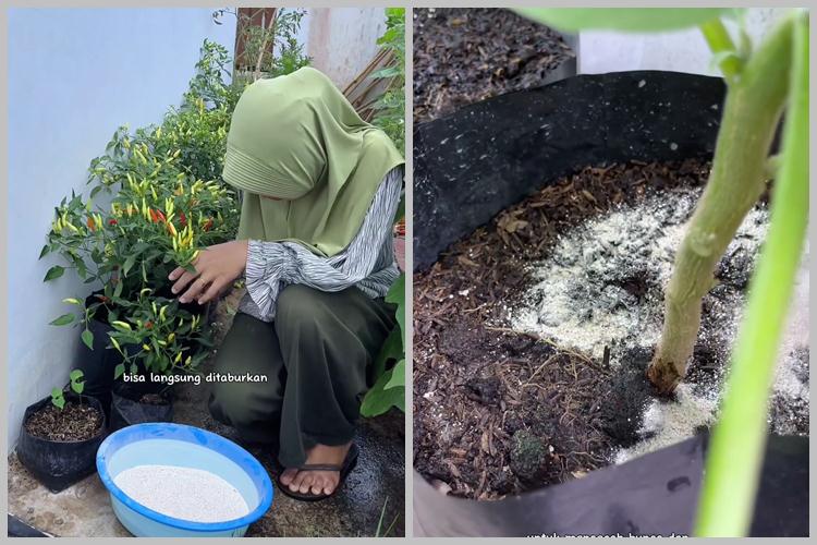 Tanpa diberi micin, ini trik merawat tanaman cabai agar subur dan berbuah lebat pakai 1 sampah dapur