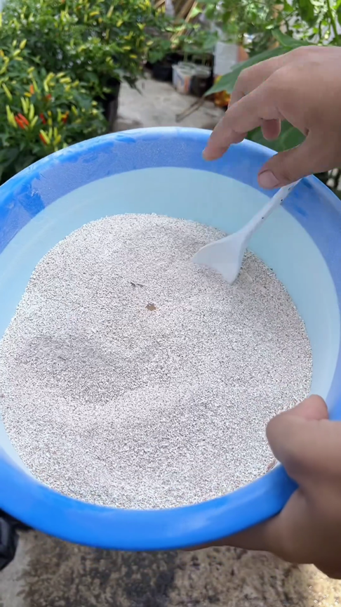 Tanpa diberi micin, ini trik merawat tanaman cabai agar subur dan berbuah lebat pakai 1 sampah dapur