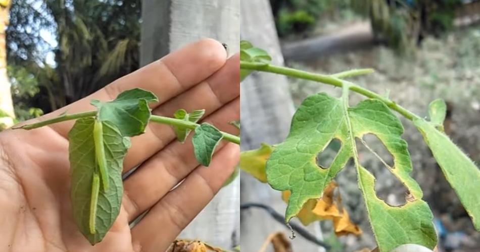 Tanpa bumbu dapur, ini trik mengusir hama ulat pada tanaman tomat cuma pakai 2 bahan dapur