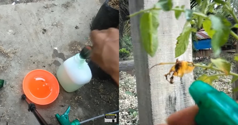 Tanpa bumbu dapur, ini trik mengusir hama ulat pada tanaman tomat cuma pakai 2 bahan dapur