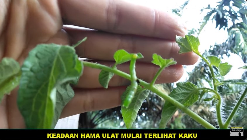 Tanpa bumbu dapur, ini trik mengusir hama ulat pada tanaman tomat cuma pakai 2 bahan dapur