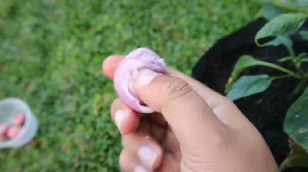 Cuma pakai 1 bumbu dapur, ini trik agar tanaman cabai lebih subur dan berbuah lebat