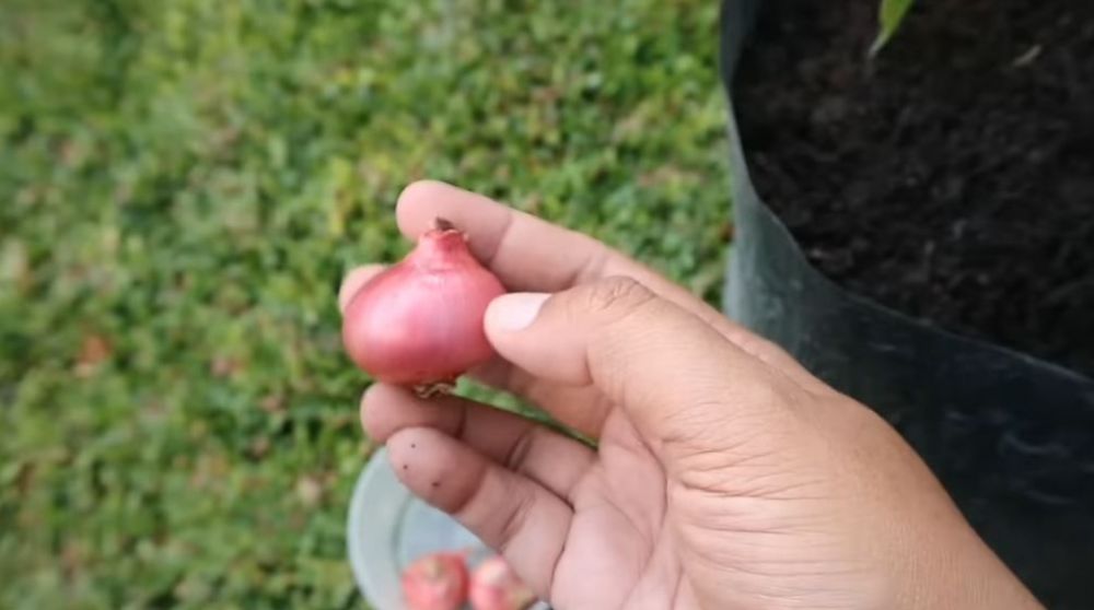 Cuma pakai 1 bumbu dapur, ini trik agar tanaman cabai lebih subur dan berbuah lebat