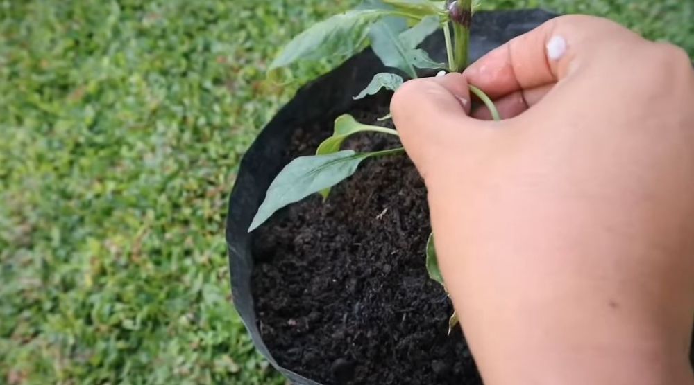 Cuma pakai 1 bumbu dapur, ini trik agar tanaman cabai lebih subur dan berbuah lebat