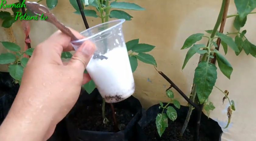 Tak perlu micin, ini trik merawat pohon tomat agar tumbuh subur dan berbuah lebat pakai 1 bumbu dapur
