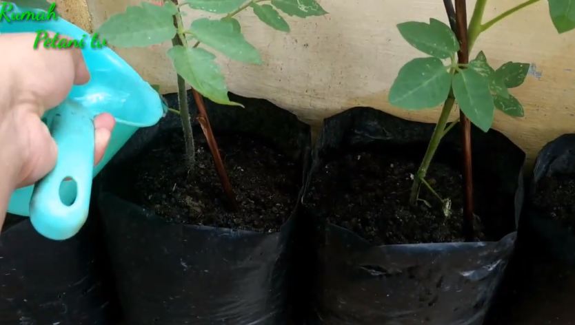 Tak perlu micin, ini trik merawat pohon tomat agar tumbuh subur dan berbuah lebat pakai 1 bumbu dapur