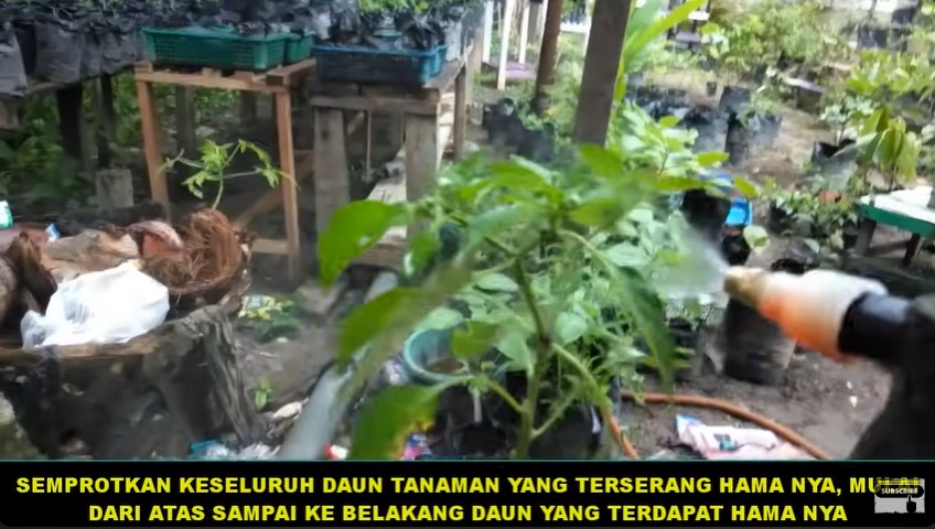 Tak perlu pakai bawang, ini trik membasmi hama di tanaman cabai mengandalkan 3 bahan dapur