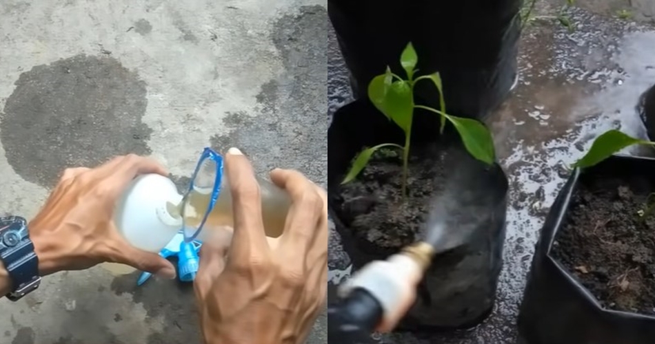 Tak perlu pakai bawang, ini trik membasmi hama di tanaman cabai mengandalkan 3 bahan dapur