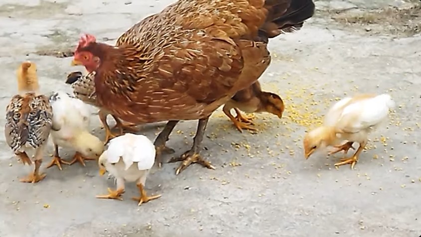 Bukan pakai sayuran, ini trik bikin pakan ayam agar cepat gemuk & sehat dengan tambahan 1 bahan dapur