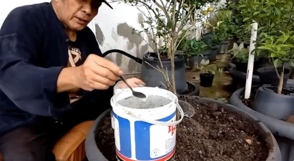 Trik melebatkan daun pohon jeruk purut yang layu dan berguguran agar subur kembali pakai 2 bahan dapur