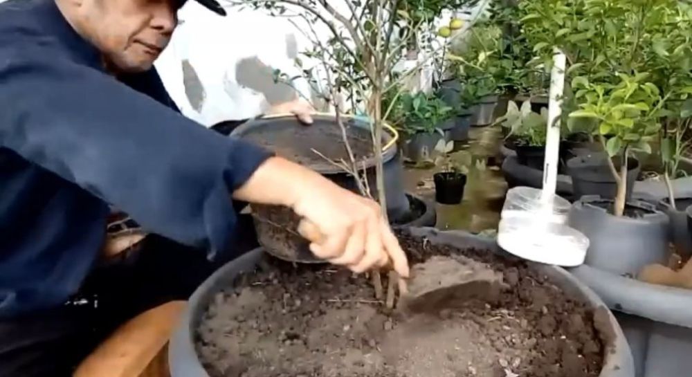 Trik melebatkan daun pohon jeruk purut yang layu dan berguguran agar subur kembali pakai 2 bahan dapur