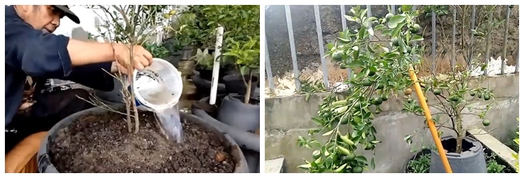 Trik melebatkan daun pohon jeruk purut yang layu dan berguguran agar subur kembali pakai 2 bahan dapur
