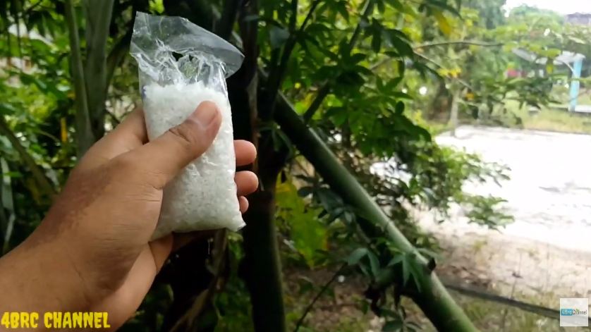 Tanpa air cucian beras, ini cara merawat pohon pisang agar subur dan berbuah besar pakai 1 bumbu dapur