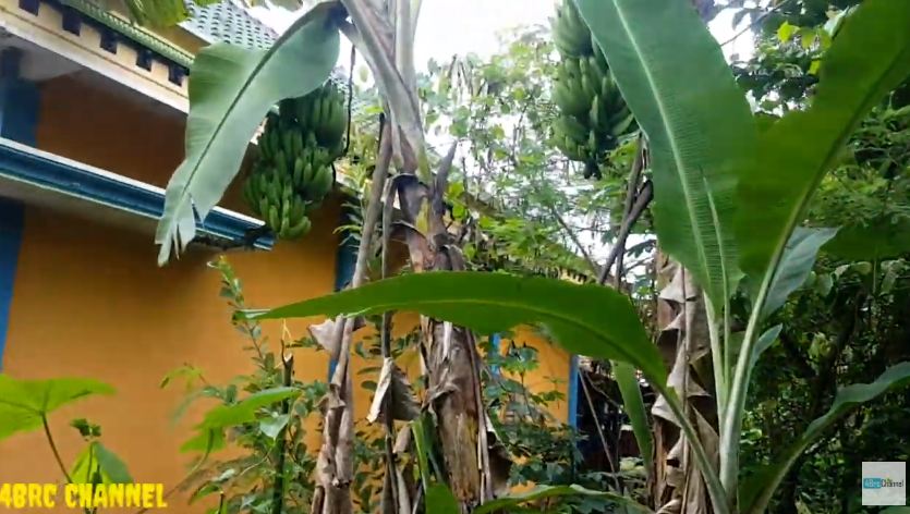 Tanpa air cucian beras, ini cara merawat pohon pisang agar subur dan berbuah besar pakai 1 bumbu dapur