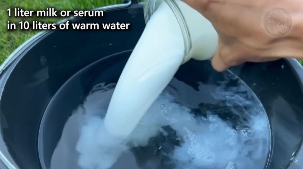 Bukan pakai air beras, ini trik suburkan tanaman tomat agar buahnya makin banyak dan tak mudah rontok