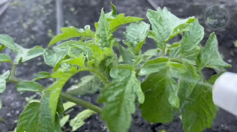 Bukan pakai air beras, ini trik suburkan tanaman tomat agar buahnya makin banyak dan tak mudah rontok