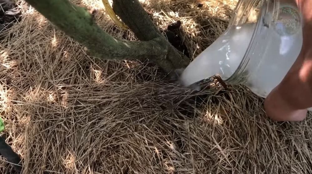 Bukan pakai air beras, ini trik suburkan tanaman tomat agar buahnya makin banyak dan tak mudah rontok