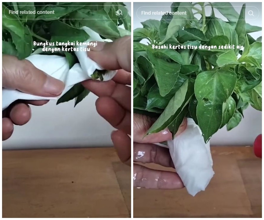 Tak perlu direndam air, ini cara menyimpan daun kemangi agar tetap segar hingga 6 hari di suhu ruang