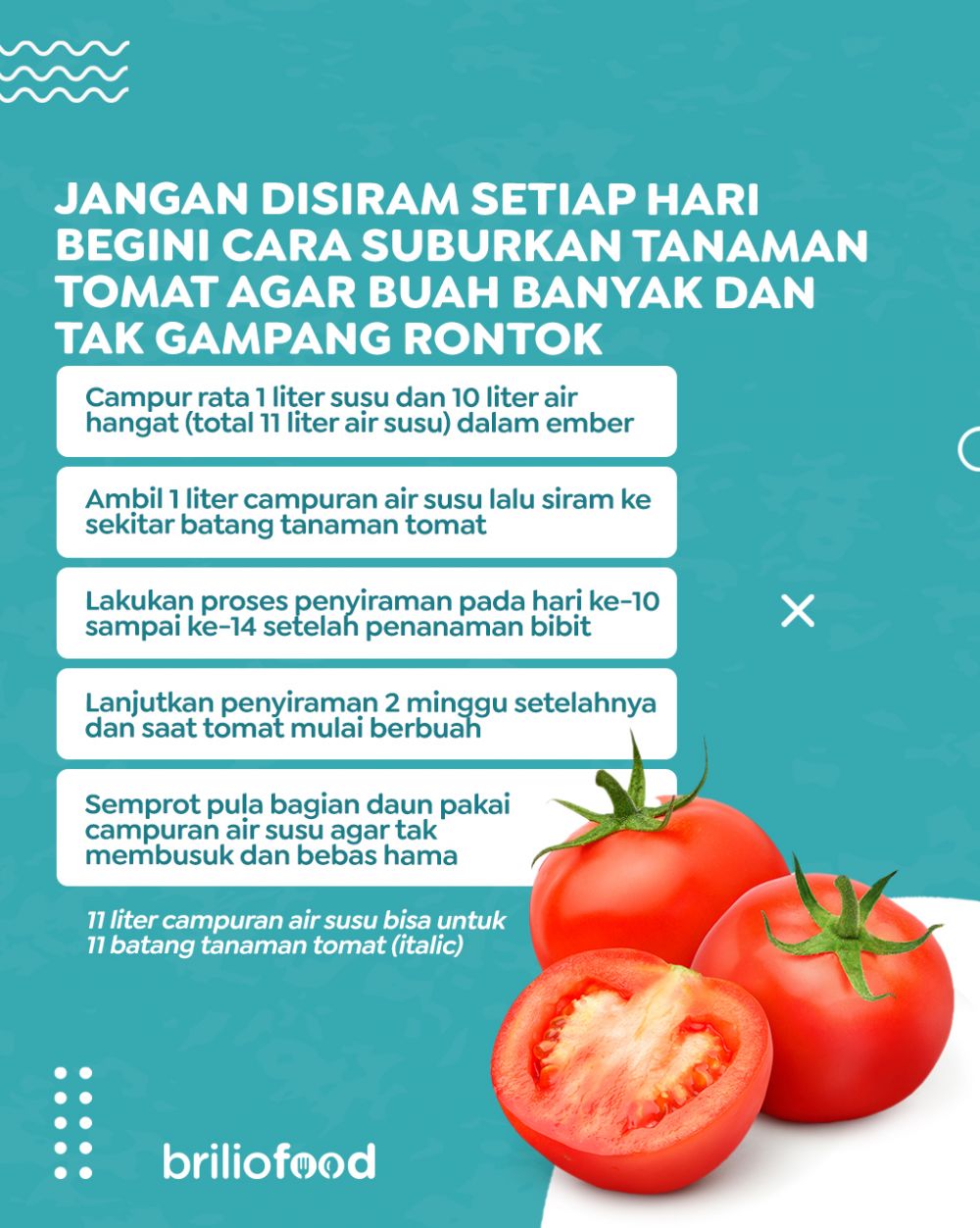 Bukan pakai air beras, ini trik suburkan tanaman tomat agar buahnya makin banyak dan tak mudah rontok