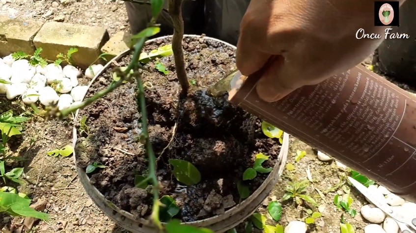 Tanpa diberi garam atau micin, ini trik agar tanaman jeruk purut makin rimbun pakai 1 bahan sederhana