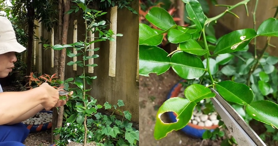 Tanpa diberi garam atau micin, ini trik agar tanaman jeruk purut makin rimbun pakai 1 bahan sederhana